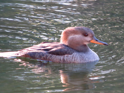 [Close view of a female  facing right. Her bill is orange on the bottom and brownish on top. Her head feathers have a small white streak going from her eye to the back of her head. They are much smoother and closer to her head than the other female. The rest of the head is shades of light brown. Her belly feathers are a light tan while the top feathers are a darker brown.]